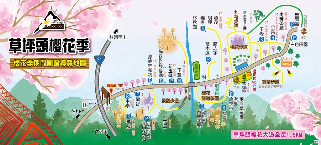 2025草坪頭櫻花季,草坪頭櫻花季,草坪頭櫻花 評價,草坪頭 交通方式,草坪頭,冠鈺園茶園,白色田園,明生李白花步道,望高茶園,2025草坪頭,南投賞櫻