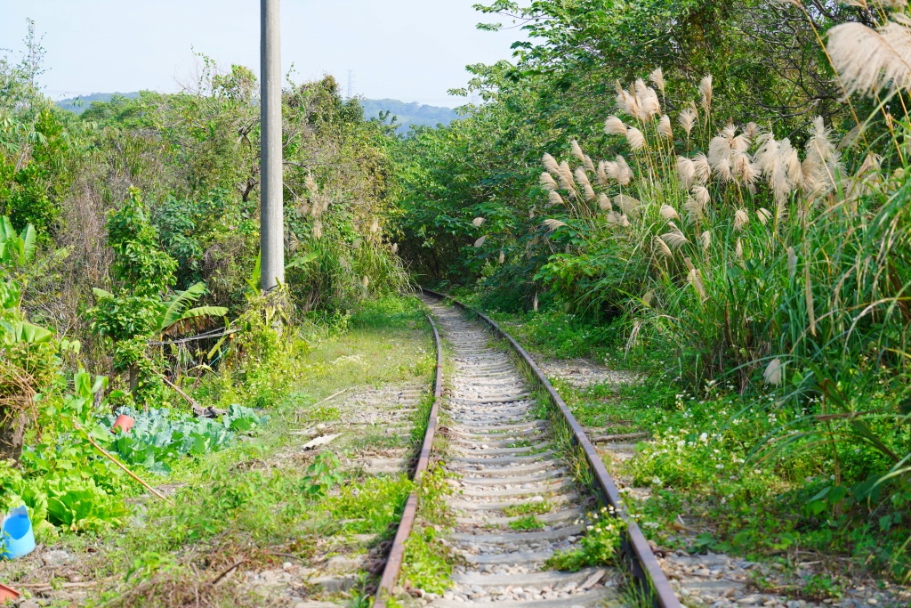 泰安鐵道文化園區,泰安車站,泰安火車站,台鐵舊山線,后里泰安車站,羽粼落羽松,泰安落羽松