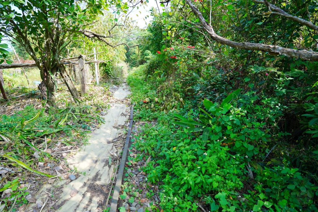 泰安鐵道文化園區,泰安車站,泰安火車站,台鐵舊山線,后里泰安車站,羽粼落羽松,泰安落羽松
