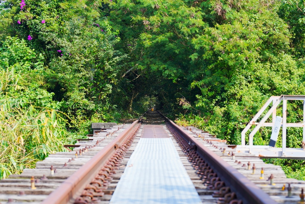 泰安鐵道文化園區,泰安車站,泰安火車站,台鐵舊山線,后里泰安車站,羽粼落羽松,泰安落羽松