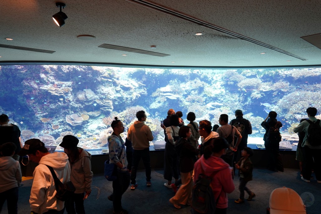 沖繩水族館,沖繩美麗海水族館,kkday沖繩美麗海水族館,雄獅沖繩美麗海水族館,沖繩美麗海水族館門票,沖繩美麗海水族館票價,沖繩推薦行程,沖繩必訪景點