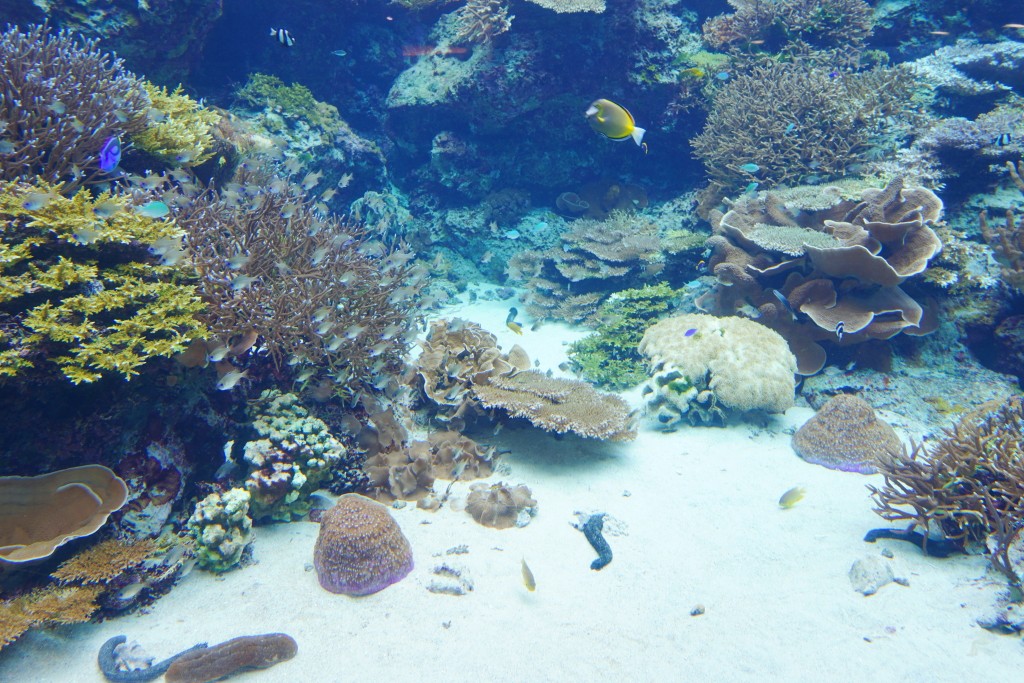 沖繩水族館,沖繩美麗海水族館,kkday沖繩美麗海水族館,雄獅沖繩美麗海水族館,沖繩美麗海水族館門票,沖繩美麗海水族館票價,沖繩推薦行程,沖繩必訪景點