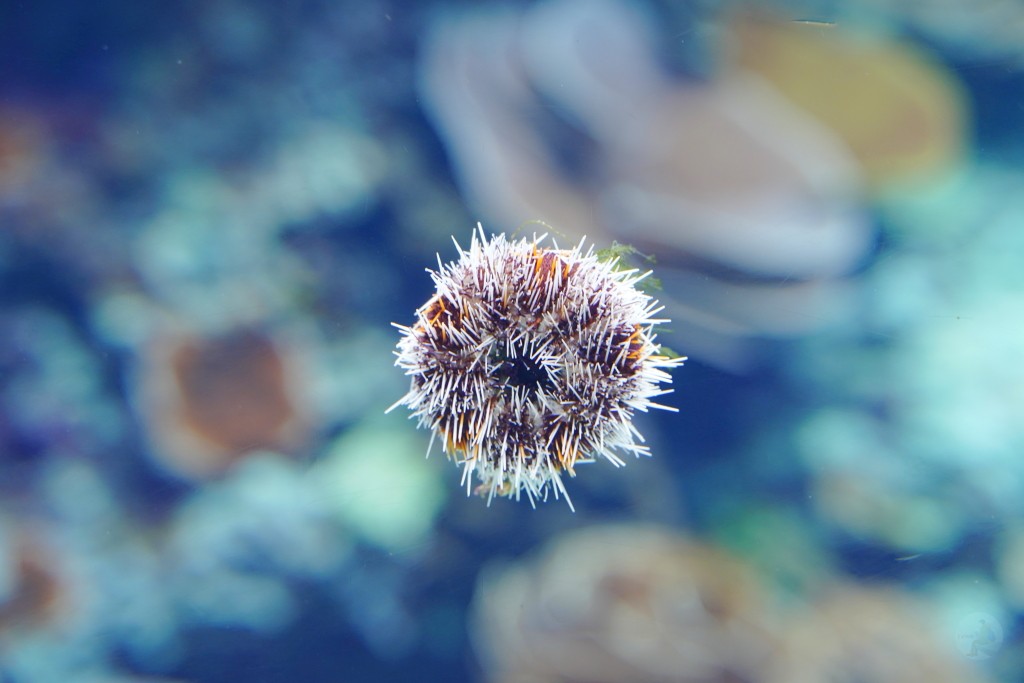 沖繩水族館,沖繩美麗海水族館,kkday沖繩美麗海水族館,雄獅沖繩美麗海水族館,沖繩美麗海水族館門票,沖繩美麗海水族館票價,沖繩推薦行程,沖繩必訪景點