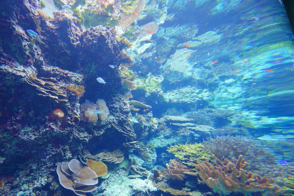 沖繩水族館,沖繩美麗海水族館,kkday沖繩美麗海水族館,雄獅沖繩美麗海水族館,沖繩美麗海水族館門票,沖繩美麗海水族館票價,沖繩推薦行程,沖繩必訪景點