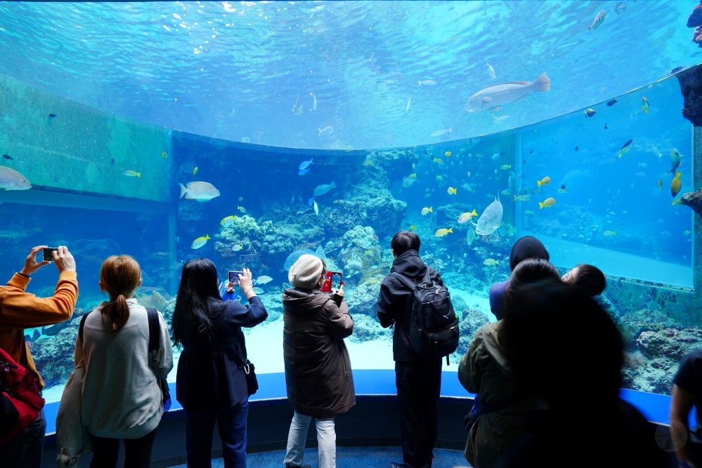 沖繩水族館,沖繩美麗海水族館,kkday沖繩美麗海水族館,雄獅沖繩美麗海水族館,沖繩美麗海水族館門票,沖繩美麗海水族館票價,沖繩推薦行程,沖繩必訪景點