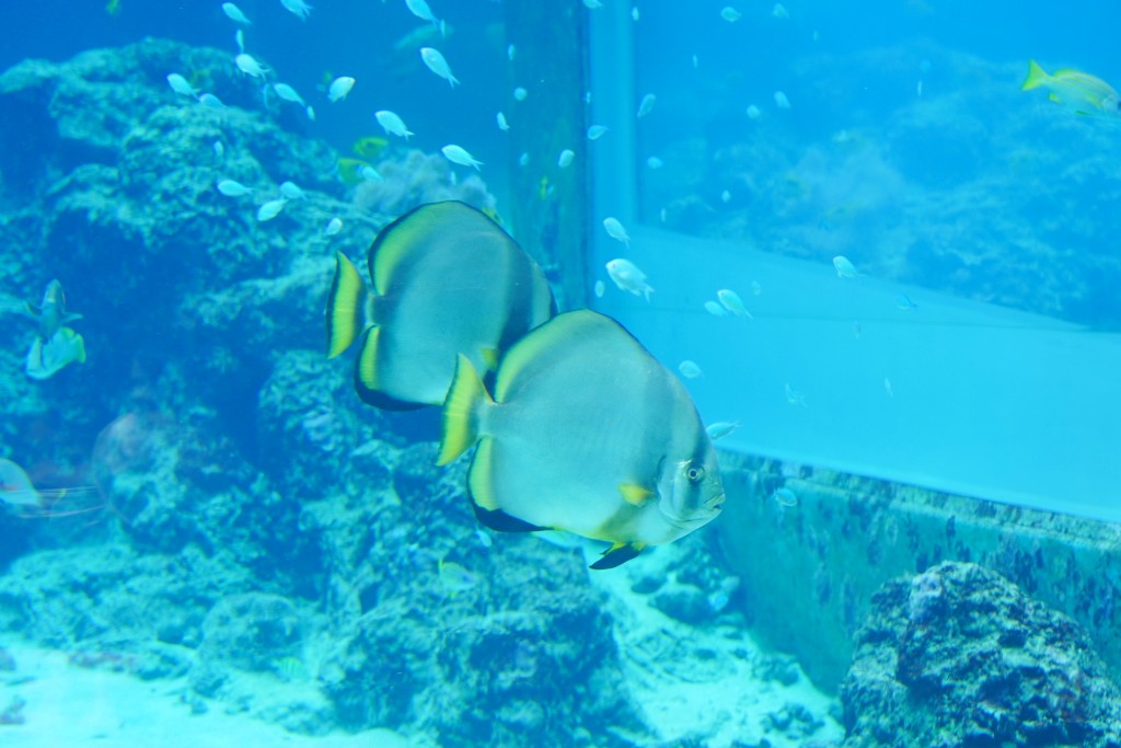 沖繩水族館,沖繩美麗海水族館,kkday沖繩美麗海水族館,雄獅沖繩美麗海水族館,沖繩美麗海水族館門票,沖繩美麗海水族館票價,沖繩推薦行程,沖繩必訪景點