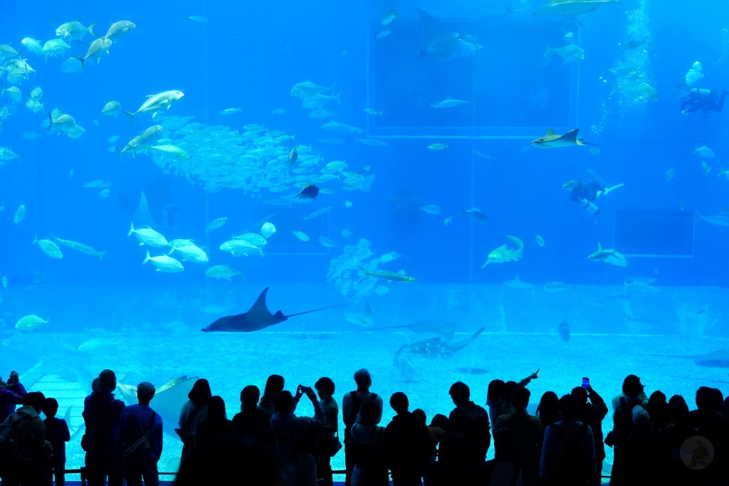 沖繩水族館,沖繩美麗海水族館,kkday沖繩美麗海水族館,雄獅沖繩美麗海水族館,沖繩美麗海水族館門票,沖繩美麗海水族館票價,沖繩推薦行程,沖繩必訪景點