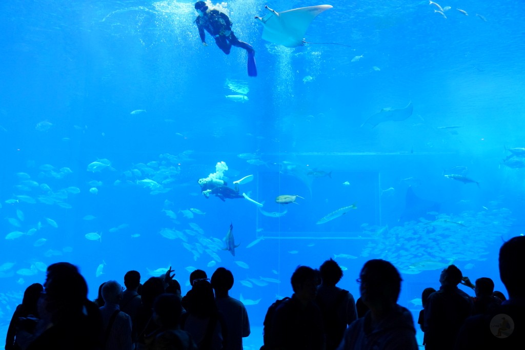沖繩水族館,沖繩美麗海水族館,kkday沖繩美麗海水族館,雄獅沖繩美麗海水族館,沖繩美麗海水族館門票,沖繩美麗海水族館票價,沖繩推薦行程,沖繩必訪景點