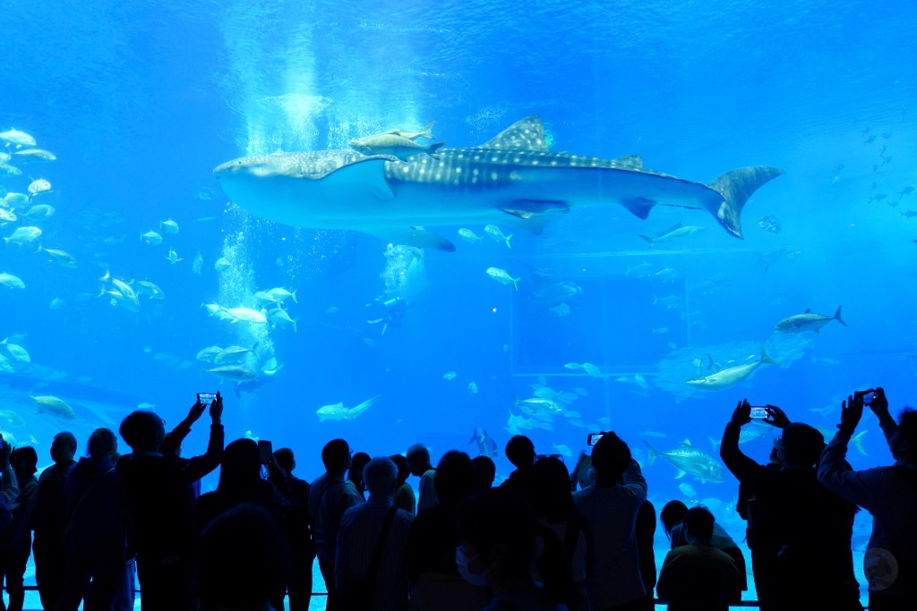 沖繩水族館,沖繩美麗海水族館,kkday沖繩美麗海水族館,雄獅沖繩美麗海水族館,沖繩美麗海水族館門票,沖繩美麗海水族館票價,沖繩推薦行程,沖繩必訪景點