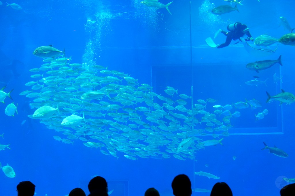 沖繩水族館,沖繩美麗海水族館,kkday沖繩美麗海水族館,雄獅沖繩美麗海水族館,沖繩美麗海水族館門票,沖繩美麗海水族館票價,沖繩推薦行程,沖繩必訪景點