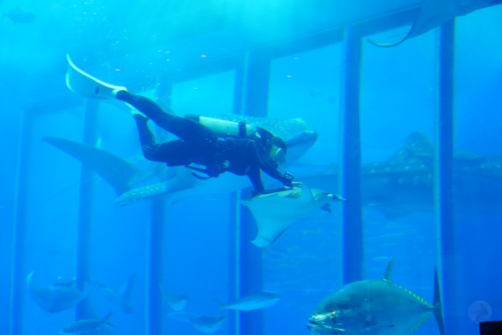 沖繩水族館,沖繩美麗海水族館,kkday沖繩美麗海水族館,雄獅沖繩美麗海水族館,沖繩美麗海水族館門票,沖繩美麗海水族館票價,沖繩推薦行程,沖繩必訪景點