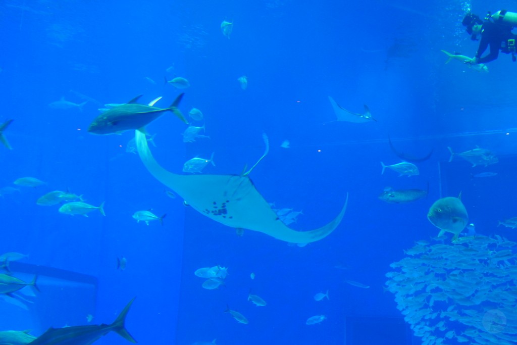 沖繩水族館,沖繩美麗海水族館,kkday沖繩美麗海水族館,雄獅沖繩美麗海水族館,沖繩美麗海水族館門票,沖繩美麗海水族館票價,沖繩推薦行程,沖繩必訪景點