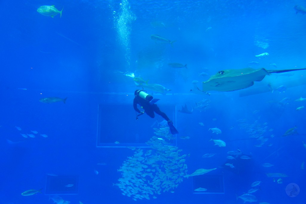 沖繩水族館,沖繩美麗海水族館,kkday沖繩美麗海水族館,雄獅沖繩美麗海水族館,沖繩美麗海水族館門票,沖繩美麗海水族館票價,沖繩推薦行程,沖繩必訪景點