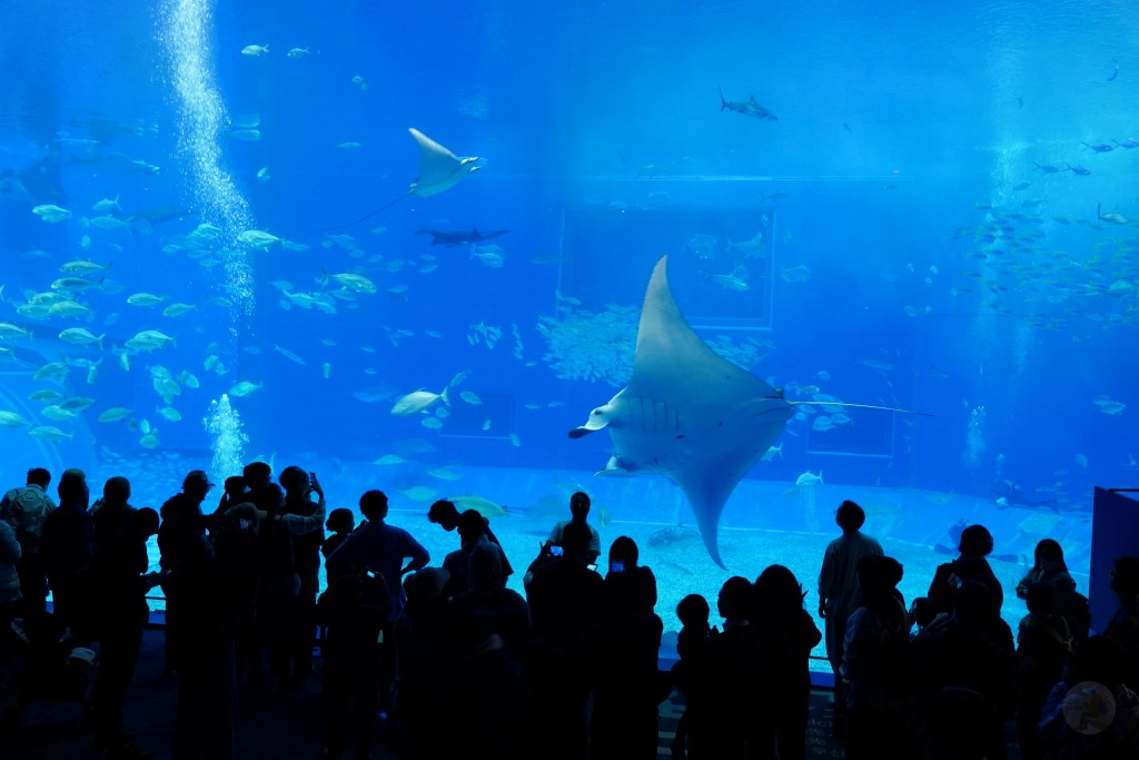 沖繩水族館,沖繩美麗海水族館,kkday沖繩美麗海水族館,雄獅沖繩美麗海水族館,沖繩美麗海水族館門票,沖繩美麗海水族館票價,沖繩推薦行程,沖繩必訪景點