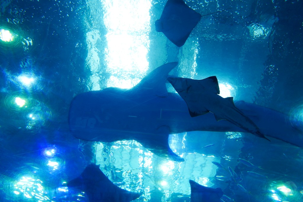 沖繩水族館,沖繩美麗海水族館,kkday沖繩美麗海水族館,雄獅沖繩美麗海水族館,沖繩美麗海水族館門票,沖繩美麗海水族館票價,沖繩推薦行程,沖繩必訪景點