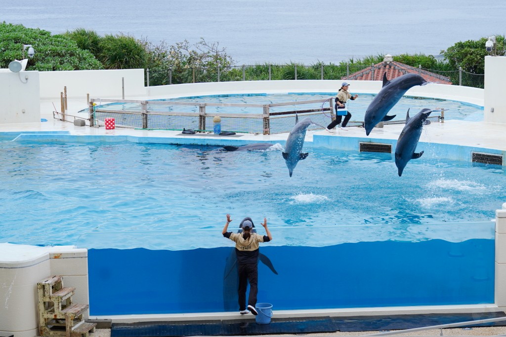 沖繩水族館,沖繩美麗海水族館,kkday沖繩美麗海水族館,雄獅沖繩美麗海水族館,沖繩美麗海水族館門票,沖繩美麗海水族館票價,沖繩推薦行程,沖繩必訪景點
