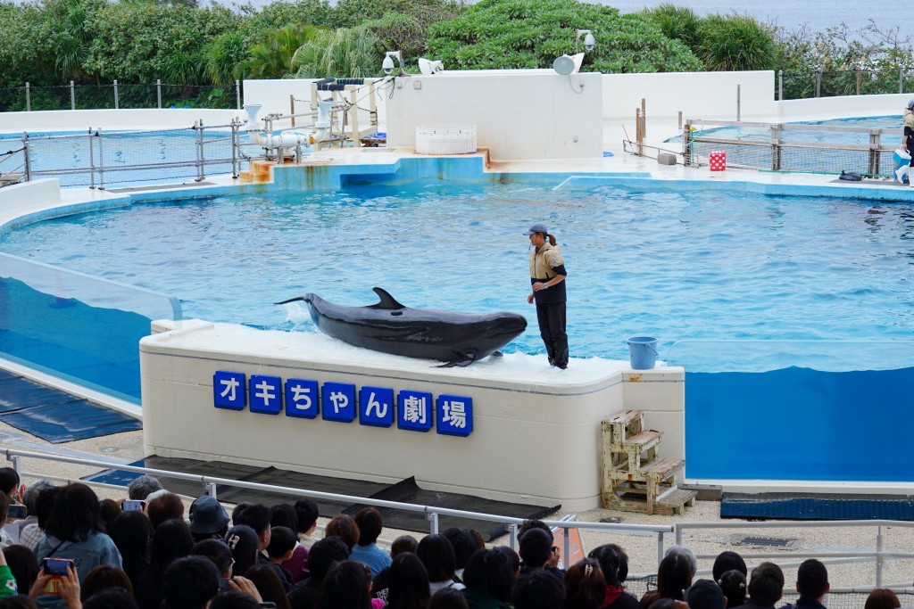 沖繩水族館,沖繩美麗海水族館,kkday沖繩美麗海水族館,雄獅沖繩美麗海水族館,沖繩美麗海水族館門票,沖繩美麗海水族館票價,沖繩推薦行程,沖繩必訪景點