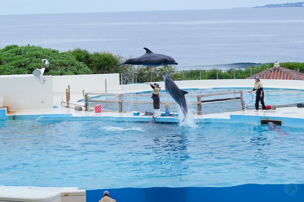 沖繩水族館,沖繩美麗海水族館,kkday沖繩美麗海水族館,雄獅沖繩美麗海水族館,沖繩美麗海水族館門票,沖繩美麗海水族館票價,沖繩推薦行程,沖繩必訪景點