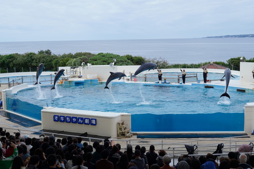 沖繩水族館,沖繩美麗海水族館,kkday沖繩美麗海水族館,雄獅沖繩美麗海水族館,沖繩美麗海水族館門票,沖繩美麗海水族館票價,沖繩推薦行程,沖繩必訪景點