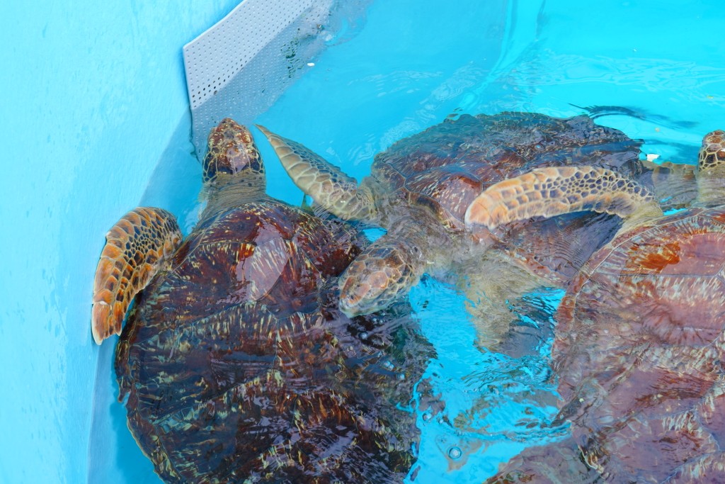 沖繩水族館,沖繩美麗海水族館,kkday沖繩美麗海水族館,雄獅沖繩美麗海水族館,沖繩美麗海水族館門票,沖繩美麗海水族館票價,沖繩推薦行程,沖繩必訪景點