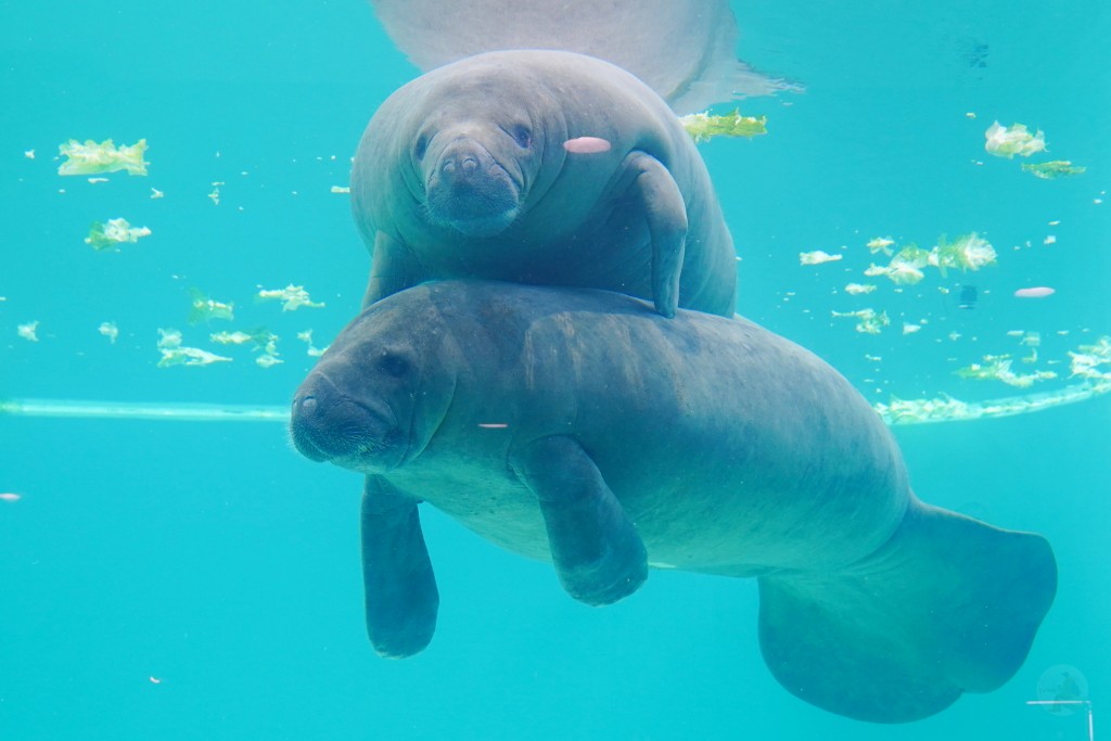 沖繩水族館,沖繩美麗海水族館,kkday沖繩美麗海水族館,雄獅沖繩美麗海水族館,沖繩美麗海水族館門票,沖繩美麗海水族館票價,沖繩推薦行程,沖繩必訪景點
