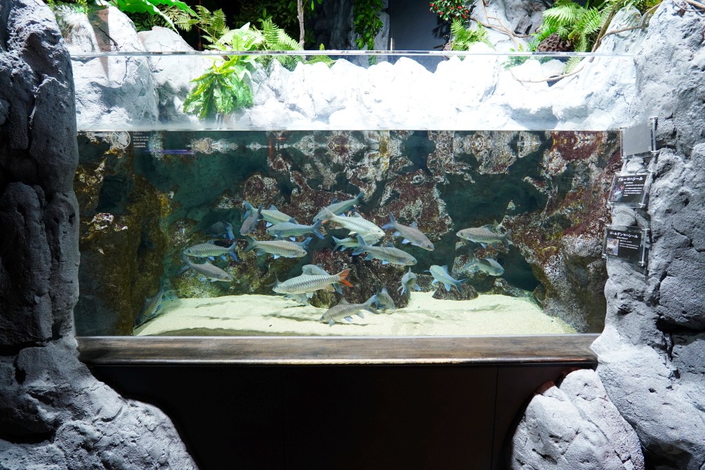 DMM Kariyushi 水族館,DMM Kariyushi,沖繩自由行,DMM Kariyushi 水族館,沖繩新景點,親子景點推薦,沖繩水族館,室內景點,雨天備案,購物中心推薦,免費停車,沖繩旅遊攻略,DMM Kariyushi 水族館評價 DMM Kariyushi 水族館,DMM Kariyushi,沖繩自由行,DMM Kariyushi 水族館,沖繩新景點,親子景點推薦,沖繩水族館,室內景點,雨天備案,購物中心推薦,免費停車,沖繩旅遊攻略,DMM Kariyushi 水族館評價