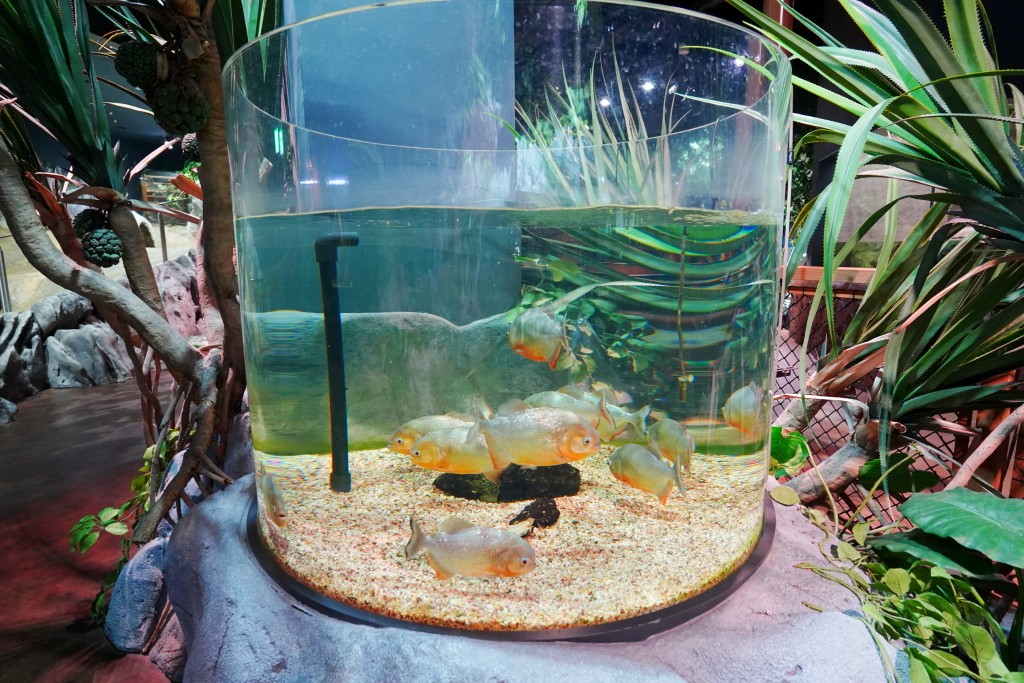 DMM Kariyushi 水族館,DMM Kariyushi,沖繩自由行,DMM Kariyushi 水族館,沖繩新景點,親子景點推薦,沖繩水族館,室內景點,雨天備案,購物中心推薦,免費停車,沖繩旅遊攻略,DMM Kariyushi 水族館評價 DMM Kariyushi 水族館,DMM Kariyushi,沖繩自由行,DMM Kariyushi 水族館,沖繩新景點,親子景點推薦,沖繩水族館,室內景點,雨天備案,購物中心推薦,免費停車,沖繩旅遊攻略,DMM Kariyushi 水族館評價