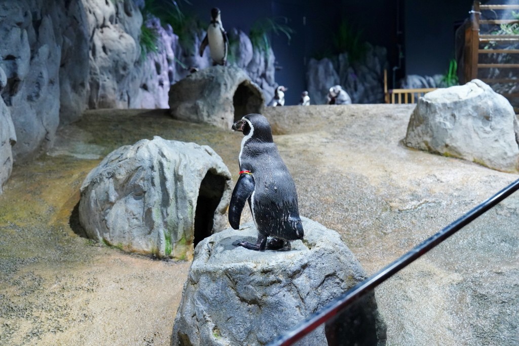 沖繩DMM KARIYUSHI水族館親子互動體驗室內景點