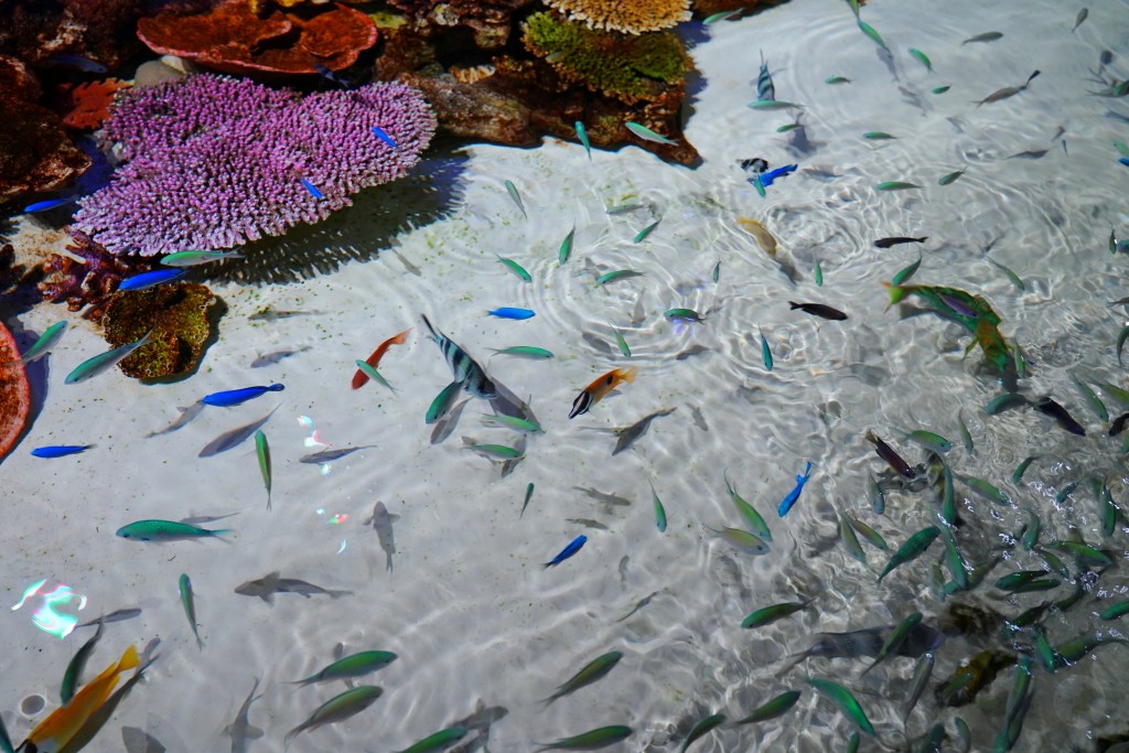 DMM Kariyushi 水族館,DMM Kariyushi,沖繩自由行,DMM Kariyushi 水族館,沖繩新景點,親子景點推薦,沖繩水族館,室內景點,雨天備案,購物中心推薦,免費停車,沖繩旅遊攻略,DMM Kariyushi 水族館評價 DMM Kariyushi 水族館,DMM Kariyushi,沖繩自由行,DMM Kariyushi 水族館,沖繩新景點,親子景點推薦,沖繩水族館,室內景點,雨天備案,購物中心推薦,免費停車,沖繩旅遊攻略,DMM Kariyushi 水族館評價