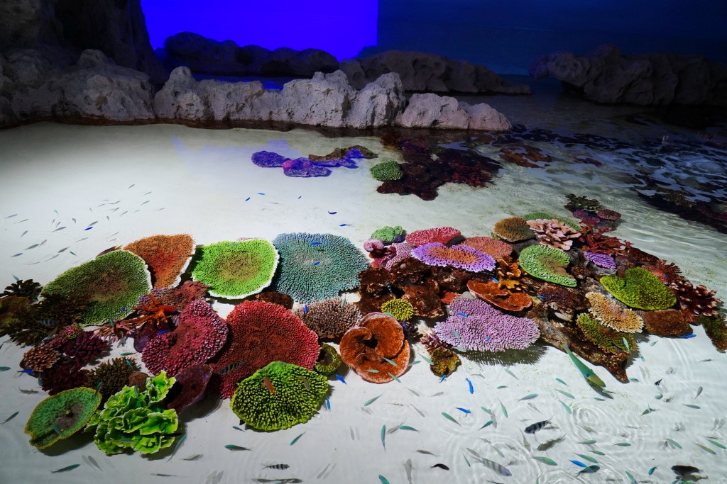 DMM Kariyushi 水族館,DMM Kariyushi,沖繩自由行,DMM Kariyushi 水族館,沖繩新景點,親子景點推薦,沖繩水族館,室內景點,雨天備案,購物中心推薦,免費停車,沖繩旅遊攻略,DMM Kariyushi 水族館評價 DMM Kariyushi 水族館,DMM Kariyushi,沖繩自由行,DMM Kariyushi 水族館,沖繩新景點,親子景點推薦,沖繩水族館,室內景點,雨天備案,購物中心推薦,免費停車,沖繩旅遊攻略,DMM Kariyushi 水族館評價