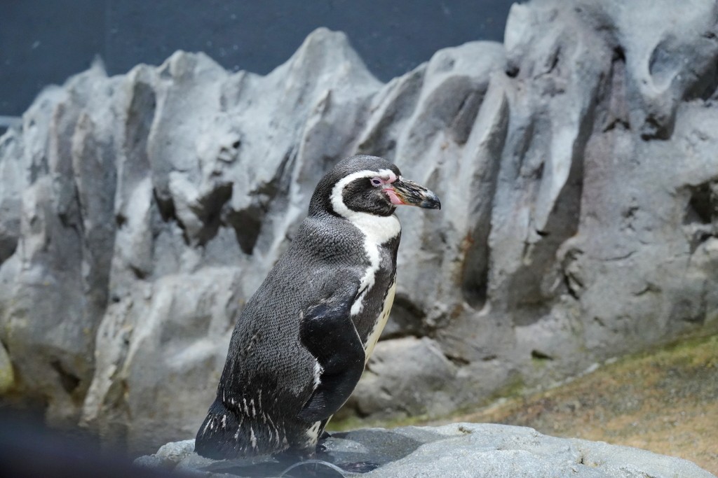 DMM Kariyushi 水族館,DMM Kariyushi,沖繩自由行,DMM Kariyushi 水族館,沖繩新景點,親子景點推薦,沖繩水族館,室內景點,雨天備案,購物中心推薦,免費停車,沖繩旅遊攻略,DMM Kariyushi 水族館評價 DMM Kariyushi 水族館,DMM Kariyushi,沖繩自由行,DMM Kariyushi 水族館,沖繩新景點,親子景點推薦,沖繩水族館,室內景點,雨天備案,購物中心推薦,免費停車,沖繩旅遊攻略,DMM Kariyushi 水族館評價
