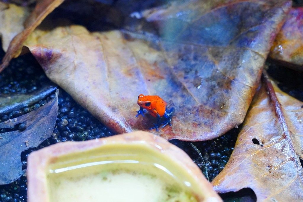 DMM Kariyushi 水族館,DMM Kariyushi,沖繩自由行,DMM Kariyushi 水族館,沖繩新景點,親子景點推薦,沖繩水族館,室內景點,雨天備案,購物中心推薦,免費停車,沖繩旅遊攻略,DMM Kariyushi 水族館評價 DMM Kariyushi 水族館,DMM Kariyushi,沖繩自由行,DMM Kariyushi 水族館,沖繩新景點,親子景點推薦,沖繩水族館,室內景點,雨天備案,購物中心推薦,免費停車,沖繩旅遊攻略,DMM Kariyushi 水族館評價