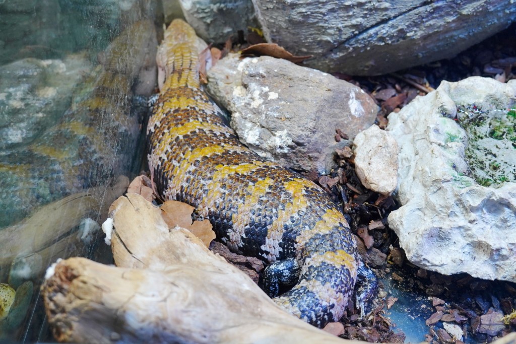 DMM Kariyushi 水族館,DMM Kariyushi,沖繩自由行,DMM Kariyushi 水族館,沖繩新景點,親子景點推薦,沖繩水族館,室內景點,雨天備案,購物中心推薦,免費停車,沖繩旅遊攻略,DMM Kariyushi 水族館評價 DMM Kariyushi 水族館,DMM Kariyushi,沖繩自由行,DMM Kariyushi 水族館,沖繩新景點,親子景點推薦,沖繩水族館,室內景點,雨天備案,購物中心推薦,免費停車,沖繩旅遊攻略,DMM Kariyushi 水族館評價