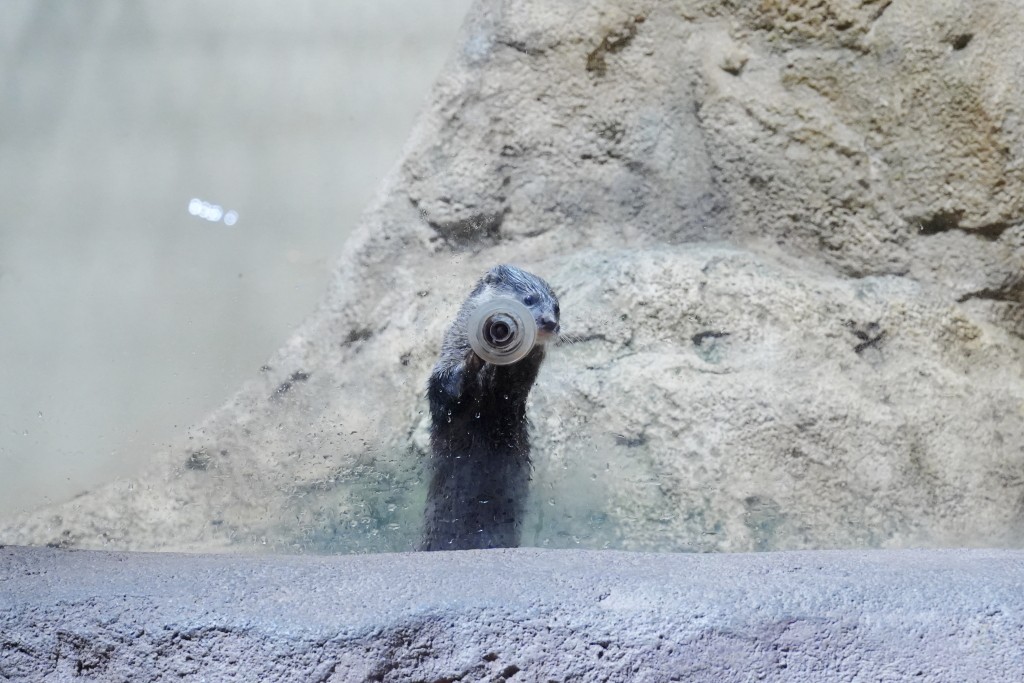 DMM Kariyushi 水族館,DMM Kariyushi,沖繩自由行,DMM Kariyushi 水族館,沖繩新景點,親子景點推薦,沖繩水族館,室內景點,雨天備案,購物中心推薦,免費停車,沖繩旅遊攻略,DMM Kariyushi 水族館評價 DMM Kariyushi 水族館,DMM Kariyushi,沖繩自由行,DMM Kariyushi 水族館,沖繩新景點,親子景點推薦,沖繩水族館,室內景點,雨天備案,購物中心推薦,免費停車,沖繩旅遊攻略,DMM Kariyushi 水族館評價