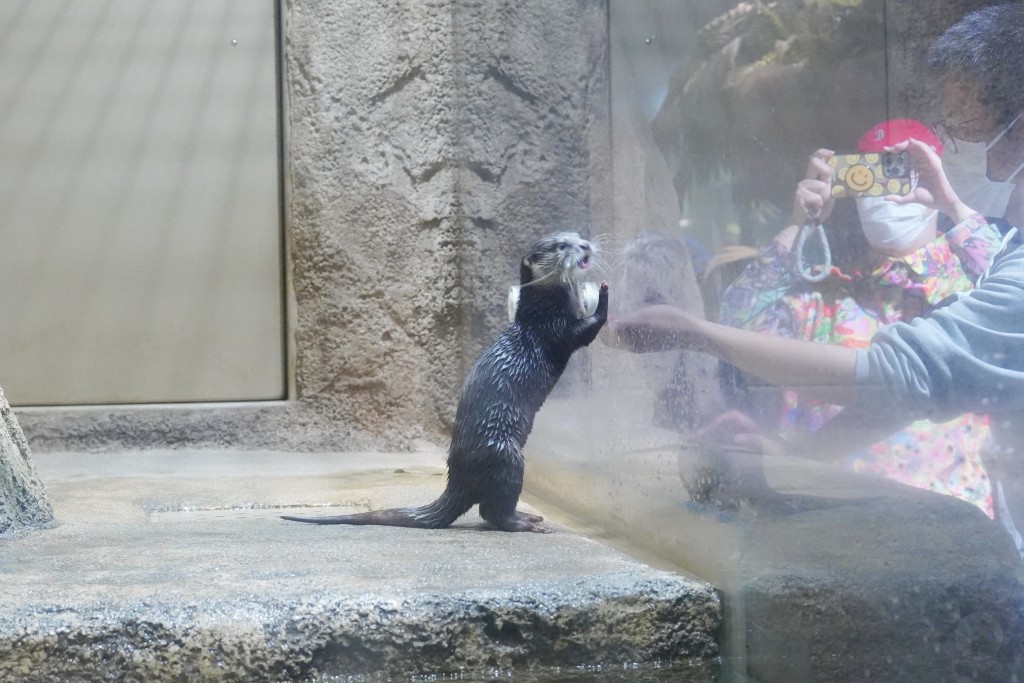 DMM Kariyushi 水族館,DMM Kariyushi,沖繩自由行,DMM Kariyushi 水族館,沖繩新景點,親子景點推薦,沖繩水族館,室內景點,雨天備案,購物中心推薦,免費停車,沖繩旅遊攻略,DMM Kariyushi 水族館評價 DMM Kariyushi 水族館,DMM Kariyushi,沖繩自由行,DMM Kariyushi 水族館,沖繩新景點,親子景點推薦,沖繩水族館,室內景點,雨天備案,購物中心推薦,免費停車,沖繩旅遊攻略,DMM Kariyushi 水族館評價