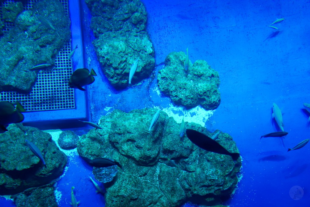 DMM Kariyushi 水族館,DMM Kariyushi,沖繩自由行,DMM Kariyushi 水族館,沖繩新景點,親子景點推薦,沖繩水族館,室內景點,雨天備案,購物中心推薦,免費停車,沖繩旅遊攻略,DMM Kariyushi 水族館評價 DMM Kariyushi 水族館,DMM Kariyushi,沖繩自由行,DMM Kariyushi 水族館,沖繩新景點,親子景點推薦,沖繩水族館,室內景點,雨天備案,購物中心推薦,免費停車,沖繩旅遊攻略,DMM Kariyushi 水族館評價