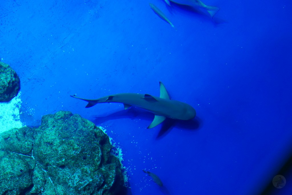 DMM Kariyushi 水族館,DMM Kariyushi,沖繩自由行,DMM Kariyushi 水族館,沖繩新景點,親子景點推薦,沖繩水族館,室內景點,雨天備案,購物中心推薦,免費停車,沖繩旅遊攻略,DMM Kariyushi 水族館評價 DMM Kariyushi 水族館,DMM Kariyushi,沖繩自由行,DMM Kariyushi 水族館,沖繩新景點,親子景點推薦,沖繩水族館,室內景點,雨天備案,購物中心推薦,免費停車,沖繩旅遊攻略,DMM Kariyushi 水族館評價