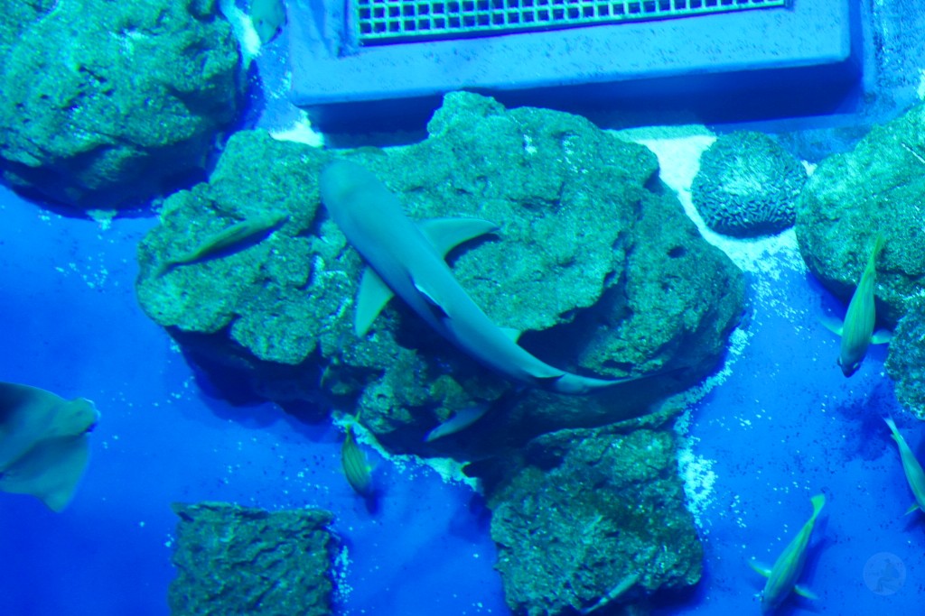 DMM Kariyushi 水族館,DMM Kariyushi,沖繩自由行,DMM Kariyushi 水族館,沖繩新景點,親子景點推薦,沖繩水族館,室內景點,雨天備案,購物中心推薦,免費停車,沖繩旅遊攻略,DMM Kariyushi 水族館評價 DMM Kariyushi 水族館,DMM Kariyushi,沖繩自由行,DMM Kariyushi 水族館,沖繩新景點,親子景點推薦,沖繩水族館,室內景點,雨天備案,購物中心推薦,免費停車,沖繩旅遊攻略,DMM Kariyushi 水族館評價