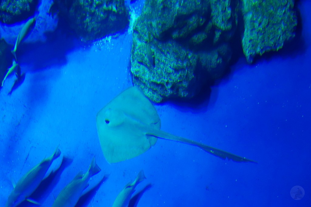 DMM Kariyushi 水族館,DMM Kariyushi,沖繩自由行,DMM Kariyushi 水族館,沖繩新景點,親子景點推薦,沖繩水族館,室內景點,雨天備案,購物中心推薦,免費停車,沖繩旅遊攻略,DMM Kariyushi 水族館評價 DMM Kariyushi 水族館,DMM Kariyushi,沖繩自由行,DMM Kariyushi 水族館,沖繩新景點,親子景點推薦,沖繩水族館,室內景點,雨天備案,購物中心推薦,免費停車,沖繩旅遊攻略,DMM Kariyushi 水族館評價