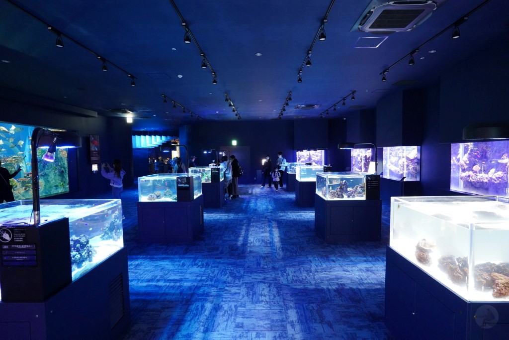 DMM Kariyushi 水族館,DMM Kariyushi,沖繩自由行,DMM Kariyushi 水族館,沖繩新景點,親子景點推薦,沖繩水族館,室內景點,雨天備案,購物中心推薦,免費停車,沖繩旅遊攻略,DMM Kariyushi 水族館評價 DMM Kariyushi 水族館,DMM Kariyushi,沖繩自由行,DMM Kariyushi 水族館,沖繩新景點,親子景點推薦,沖繩水族館,室內景點,雨天備案,購物中心推薦,免費停車,沖繩旅遊攻略,DMM Kariyushi 水族館評價