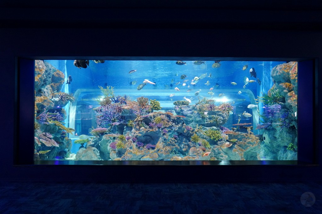 DMM Kariyushi 水族館,DMM Kariyushi,沖繩自由行,DMM Kariyushi 水族館,沖繩新景點,親子景點推薦,沖繩水族館,室內景點,雨天備案,購物中心推薦,免費停車,沖繩旅遊攻略,DMM Kariyushi 水族館評價 DMM Kariyushi 水族館,DMM Kariyushi,沖繩自由行,DMM Kariyushi 水族館,沖繩新景點,親子景點推薦,沖繩水族館,室內景點,雨天備案,購物中心推薦,免費停車,沖繩旅遊攻略,DMM Kariyushi 水族館評價