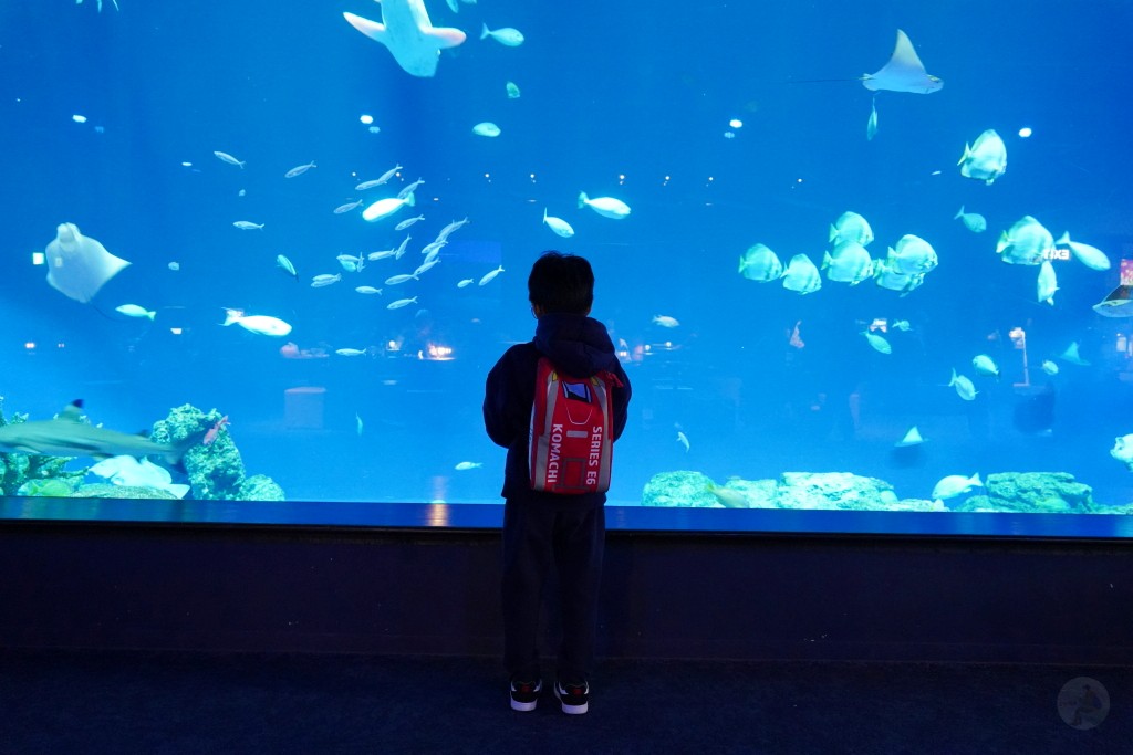 DMM Kariyushi 水族館,DMM Kariyushi,沖繩自由行,DMM Kariyushi 水族館,沖繩新景點,親子景點推薦,沖繩水族館,室內景點,雨天備案,購物中心推薦,免費停車,沖繩旅遊攻略,DMM Kariyushi 水族館評價 DMM Kariyushi 水族館,DMM Kariyushi,沖繩自由行,DMM Kariyushi 水族館,沖繩新景點,親子景點推薦,沖繩水族館,室內景點,雨天備案,購物中心推薦,免費停車,沖繩旅遊攻略,DMM Kariyushi 水族館評價