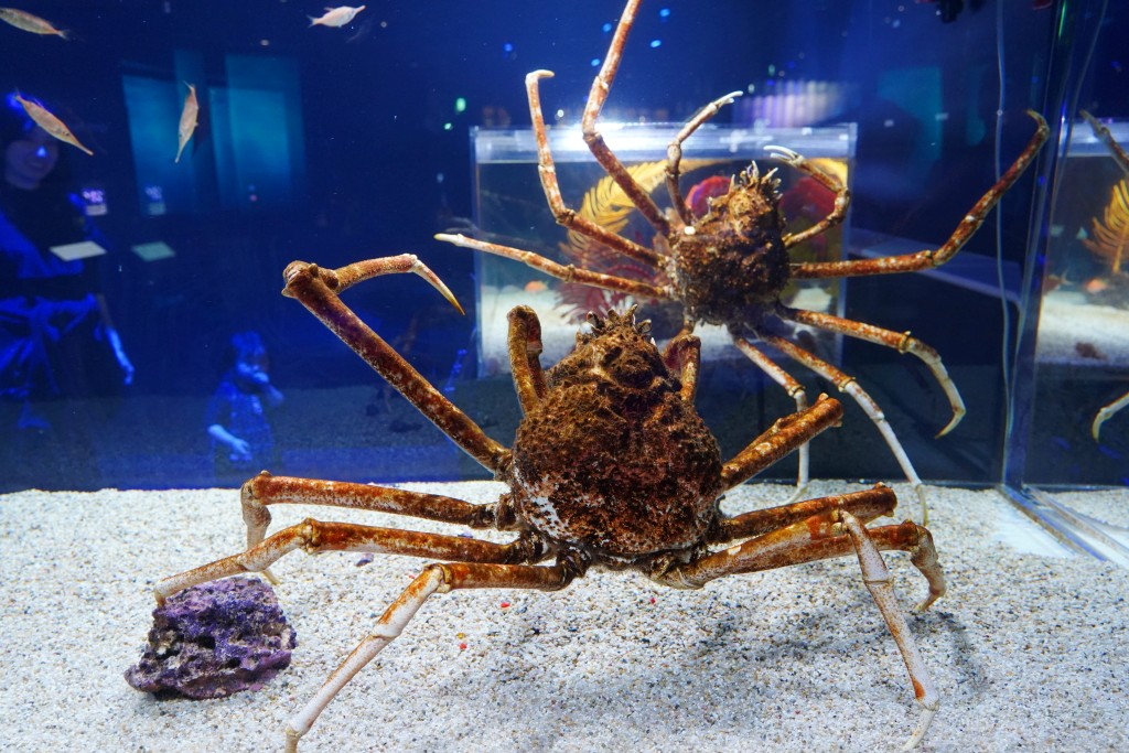 DMM Kariyushi 水族館,DMM Kariyushi,沖繩自由行,DMM Kariyushi 水族館,沖繩新景點,親子景點推薦,沖繩水族館,室內景點,雨天備案,購物中心推薦,免費停車,沖繩旅遊攻略,DMM Kariyushi 水族館評價 DMM Kariyushi 水族館,DMM Kariyushi,沖繩自由行,DMM Kariyushi 水族館,沖繩新景點,親子景點推薦,沖繩水族館,室內景點,雨天備案,購物中心推薦,免費停車,沖繩旅遊攻略,DMM Kariyushi 水族館評價
