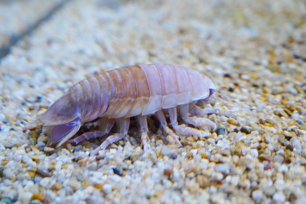 DMM Kariyushi 水族館,DMM Kariyushi,沖繩自由行,DMM Kariyushi 水族館,沖繩新景點,親子景點推薦,沖繩水族館,室內景點,雨天備案,購物中心推薦,免費停車,沖繩旅遊攻略,DMM Kariyushi 水族館評價 DMM Kariyushi 水族館,DMM Kariyushi,沖繩自由行,DMM Kariyushi 水族館,沖繩新景點,親子景點推薦,沖繩水族館,室內景點,雨天備案,購物中心推薦,免費停車,沖繩旅遊攻略,DMM Kariyushi 水族館評價