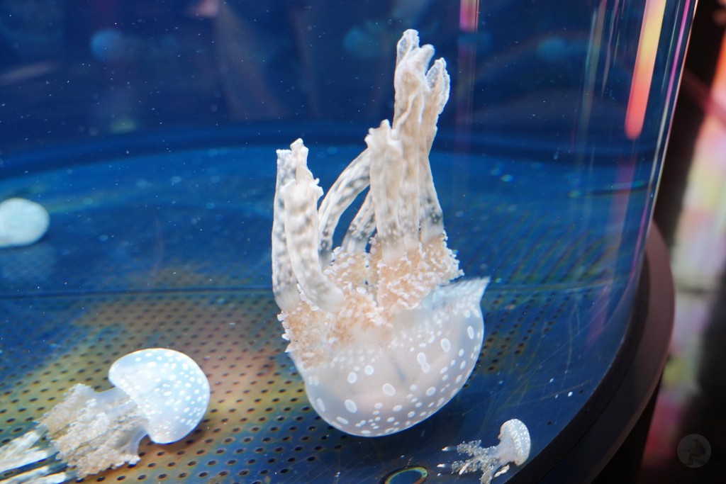 DMM Kariyushi 水族館,DMM Kariyushi,沖繩自由行,DMM Kariyushi 水族館,沖繩新景點,親子景點推薦,沖繩水族館,室內景點,雨天備案,購物中心推薦,免費停車,沖繩旅遊攻略,DMM Kariyushi 水族館評價 DMM Kariyushi 水族館,DMM Kariyushi,沖繩自由行,DMM Kariyushi 水族館,沖繩新景點,親子景點推薦,沖繩水族館,室內景點,雨天備案,購物中心推薦,免費停車,沖繩旅遊攻略,DMM Kariyushi 水族館評價
