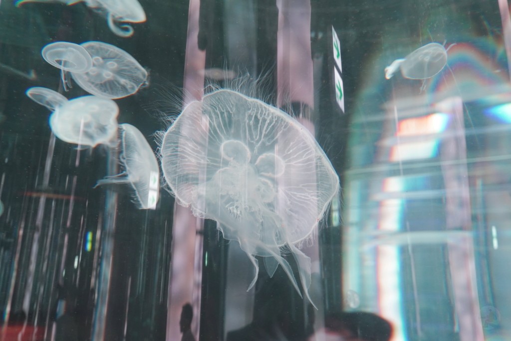 DMM Kariyushi 水族館,DMM Kariyushi,沖繩自由行,DMM Kariyushi 水族館,沖繩新景點,親子景點推薦,沖繩水族館,室內景點,雨天備案,購物中心推薦,免費停車,沖繩旅遊攻略,DMM Kariyushi 水族館評價 DMM Kariyushi 水族館,DMM Kariyushi,沖繩自由行,DMM Kariyushi 水族館,沖繩新景點,親子景點推薦,沖繩水族館,室內景點,雨天備案,購物中心推薦,免費停車,沖繩旅遊攻略,DMM Kariyushi 水族館評價