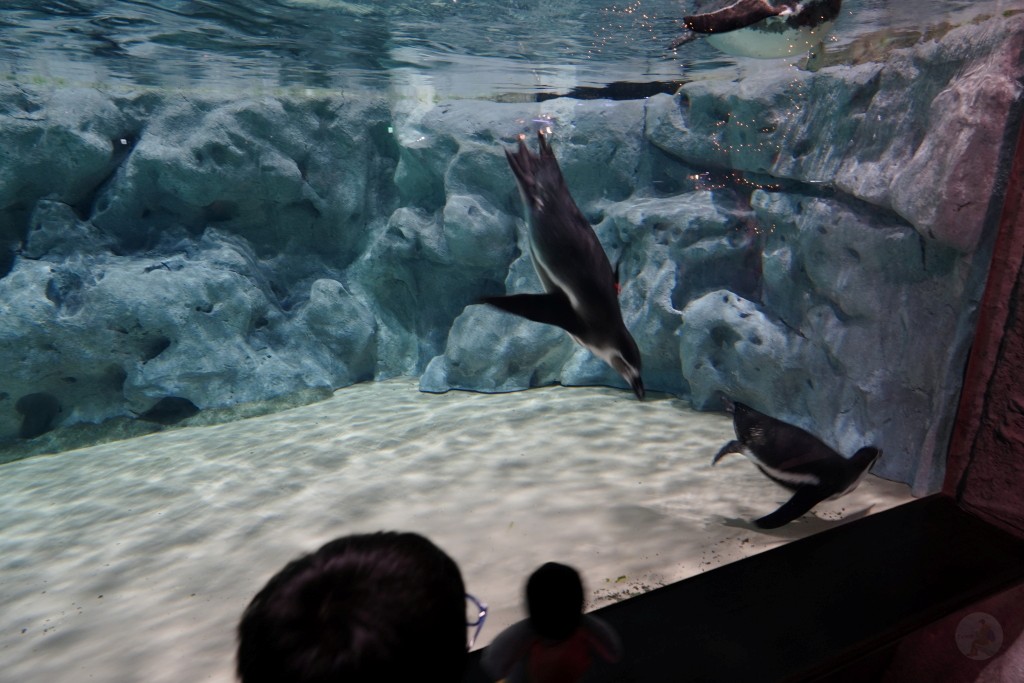 DMM Kariyushi 水族館,DMM Kariyushi,沖繩自由行,DMM Kariyushi 水族館,沖繩新景點,親子景點推薦,沖繩水族館,室內景點,雨天備案,購物中心推薦,免費停車,沖繩旅遊攻略,DMM Kariyushi 水族館評價 DMM Kariyushi 水族館,DMM Kariyushi,沖繩自由行,DMM Kariyushi 水族館,沖繩新景點,親子景點推薦,沖繩水族館,室內景點,雨天備案,購物中心推薦,免費停車,沖繩旅遊攻略,DMM Kariyushi 水族館評價
