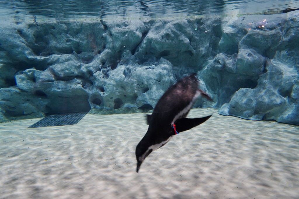 DMM Kariyushi 水族館,DMM Kariyushi,沖繩自由行,DMM Kariyushi 水族館,沖繩新景點,親子景點推薦,沖繩水族館,室內景點,雨天備案,購物中心推薦,免費停車,沖繩旅遊攻略,DMM Kariyushi 水族館評價 DMM Kariyushi 水族館,DMM Kariyushi,沖繩自由行,DMM Kariyushi 水族館,沖繩新景點,親子景點推薦,沖繩水族館,室內景點,雨天備案,購物中心推薦,免費停車,沖繩旅遊攻略,DMM Kariyushi 水族館評價