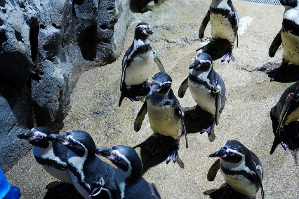 DMM Kariyushi 水族館,DMM Kariyushi,沖繩自由行,DMM Kariyushi 水族館,沖繩新景點,親子景點推薦,沖繩水族館,室內景點,雨天備案,購物中心推薦,免費停車,沖繩旅遊攻略,DMM Kariyushi 水族館評價