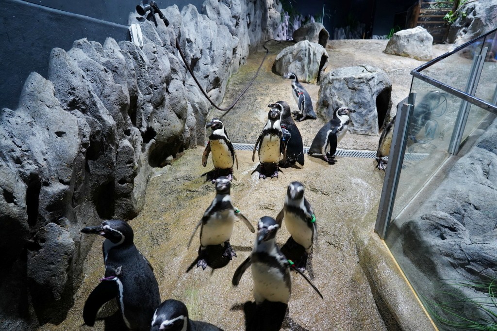 DMM Kariyushi 水族館,DMM Kariyushi,沖繩自由行,DMM Kariyushi 水族館,沖繩新景點,親子景點推薦,沖繩水族館,室內景點,雨天備案,購物中心推薦,免費停車,沖繩旅遊攻略,DMM Kariyushi 水族館評價 DMM Kariyushi 水族館,DMM Kariyushi,沖繩自由行,DMM Kariyushi 水族館,沖繩新景點,親子景點推薦,沖繩水族館,室內景點,雨天備案,購物中心推薦,免費停車,沖繩旅遊攻略,DMM Kariyushi 水族館評價